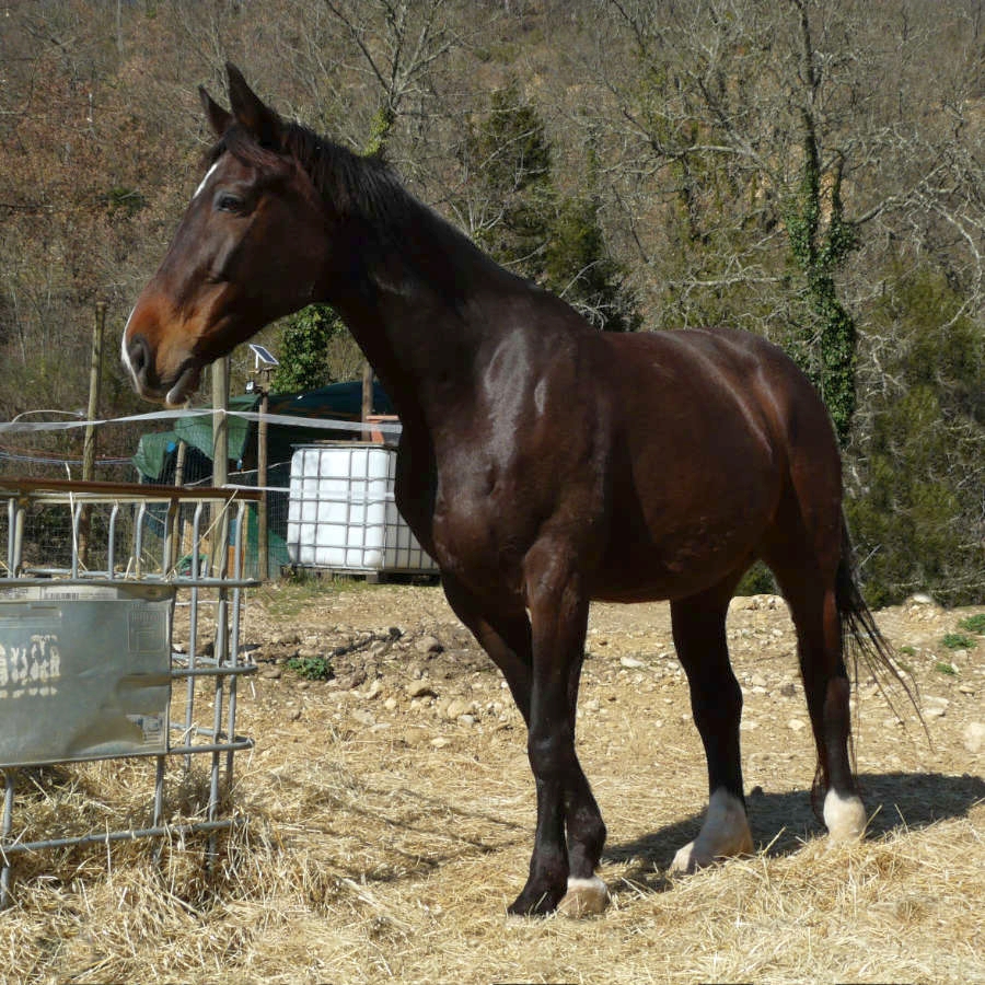 Butterfly Z, cavalla sa salto fattrice