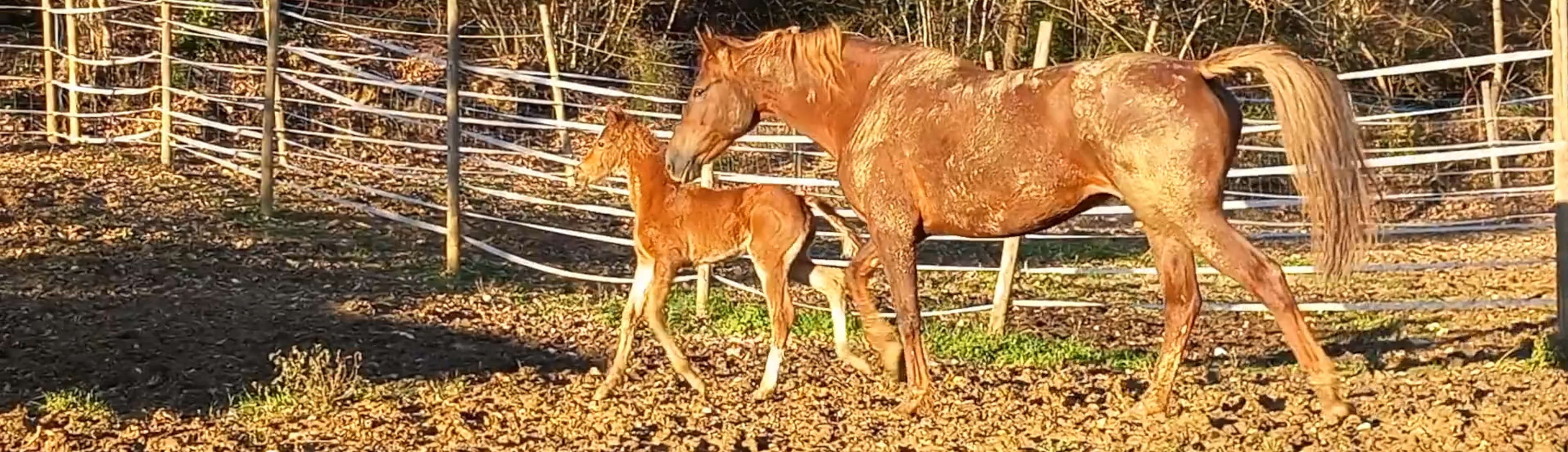 Butterfly Z jumping horse breeding