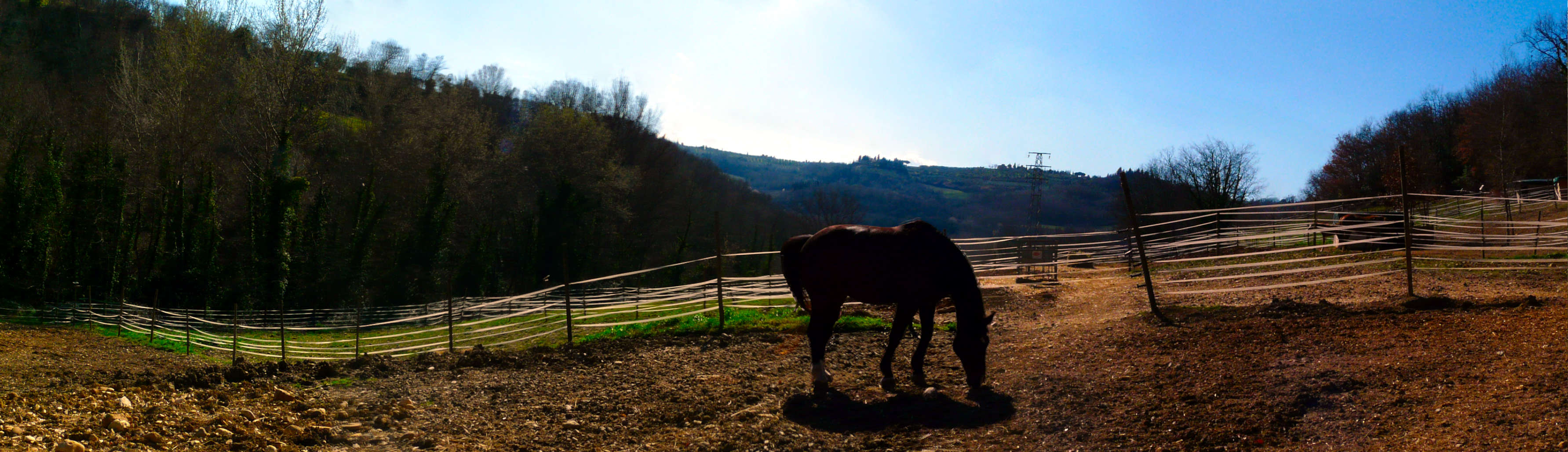 Butterfly Z jumping horse breeding