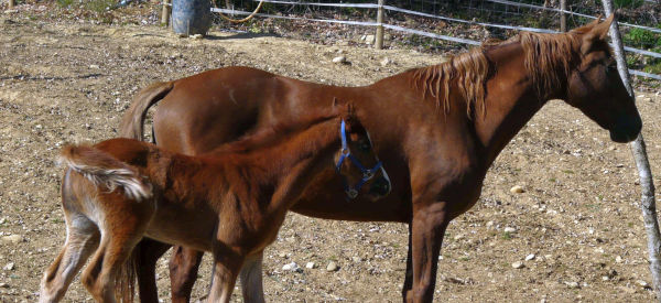 Corona XIV ed il suo puledro nato a Marzo del 2023