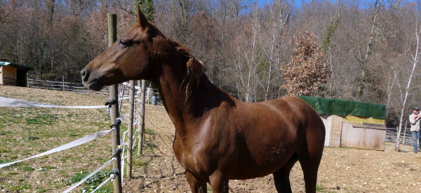 Corona XIV ed il suo puledro nato a Marzo del 2023