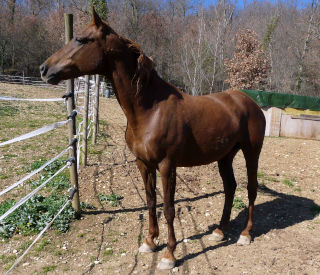 Corona XIV ed il suo puledro nato a Marzo del 2023